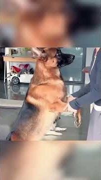 🎂🐶 كلب يُنقذ سائقًا في يوم عيد ميلاده! 🚗🔥