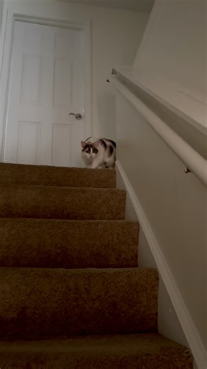 Hello? Hello? #cat #cats #meow #meows #meowmeow #meowstagram #meowfeature #catsofinstagram #catlife #catlove #hello #instacat #catlady #cute #cutecat #funny #funnycat #fyp | Butters