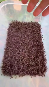 small to giant animal transformation #hashtagfbreelsvideo | Animal facts