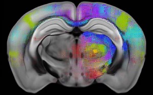 Allen Mouse Brain Connectivity Atlas – Lifeboat News: The Blog
