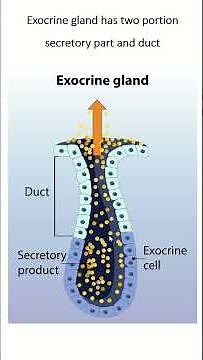 Development of exocrine gland