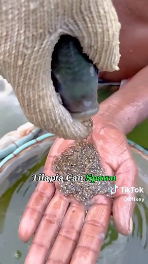 Tilapia: The Invasive Species You Should Know
