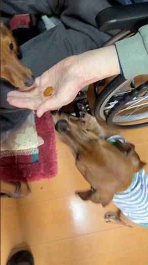 I've started animal therapy for a 95-year-old.