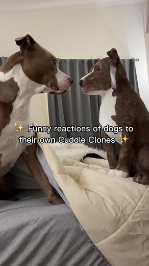 34M views · 1.2M reactions | Watch until the end for the funniest dog reactions 藍 Order your own Cuddle Clone with a 2-weeks rush fee by 12/9 to receive by Christmas  | #cuddleclones #customstuffedanimal #dog #dogs #petlover #giftsforpetlover #dogsoffacebook #doglover #cuteanimals #petmemorial #customersmostloved #funny #funnyanimals #dogprank #funnycompilation | Cuddle Clones | Facebook