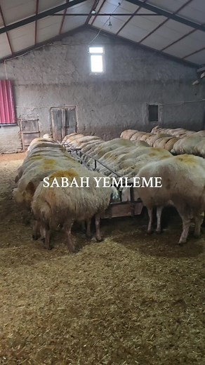 Sheep in a Barn: A Slice of Rural Life