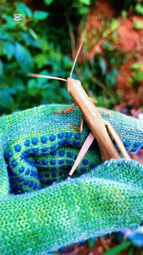 Amazing Katydid Close-Up | Nature’s Leaf Mimic Insect Katydid#bush cricket