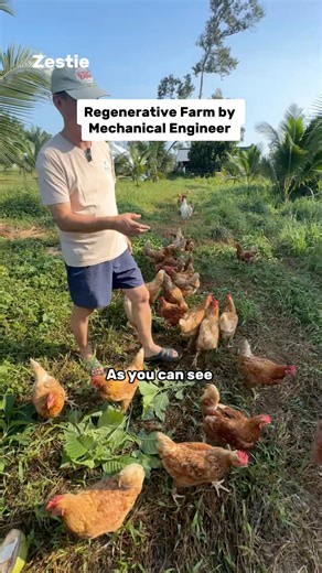 This mechanical engineer journey into regenerative farming with mobile chicken coops!🐓 📍Regenerative Farmers Malaysia, Kuala Kangsar, Perak More interesting videos 👉🏻 Zestie Malaysia | Zestie Malaysia