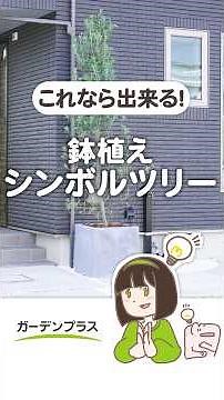 🌲鉢植えでも育てられる初心者向けのオススメの木 3選！