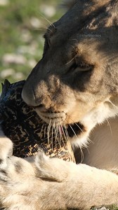 2.2M views · 9.8K reactions | A Lioness trying to open a Tortoise Shell Wincent 2WxRJ #nature #wildlife #lion | HAWI Studios | Facebook