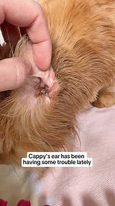 54K views · 4.3K reactions | Cappy's ear crusty drama 梁 his environmental intolerance results came in, and he has a high intolerance to mineral oils and glycerin. After a treatment adjustment, fingers crossed his ear is on the right path forward to heal. | Katie Beth Miedaner | Facebook