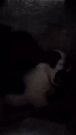 It turns out that piglets also like puppies. #dog #cute #puppy #duck | Sweet Pets Oasis