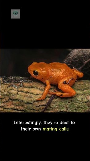 Pumpkin Toadlet 🐸 "The Pumpkin Frog You’ve Never Seen!🎃🔍"#shorts #shortvideo #viral #trending#foryou