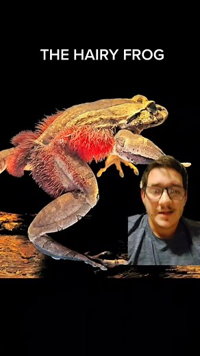 The hairy frog should be called the wolverine frog #hairyfrog #wolverine #frog #amphibian #claws #nature #horrorfrog #educational #greenscreen #greenscreen#greenscreenvideo