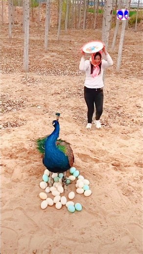 Mesmerizing Peacock Video | Nature’s Most Beautiful Dance #peacock #peacockvideo #peacockdance
