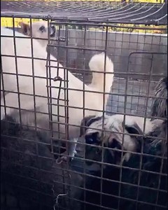 7.8K views · 847 reactions | CHINA: JUST RESCUED! 3 PUG GIRLS OFF A...