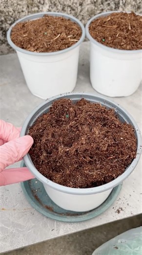 Soil mix fertilizer for grow small propagation Kalanchoe flowers #plants #kalanchoes