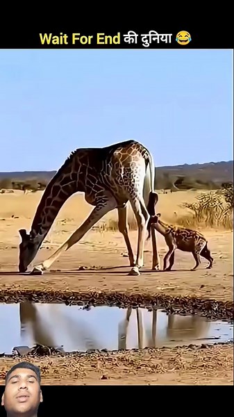 जानवरों के gajab कारनामें wait for twist #funny#shorts #animals