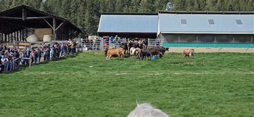 137K views · 2.1K reactions | A true sign of Spring! Cows being let out to pasture after being in the barn all winter at Kootenay Meadows Farm in Creston. Video captured by Alicia Klatte | Lost Kootenays | Facebook