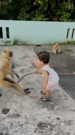 Patli Kamarya More – Part 1 | Series 294 🐵🦧🎥#divyanshaurlangurkiyaari #monkey #hanuman