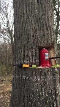 Tree felling with bottle jack