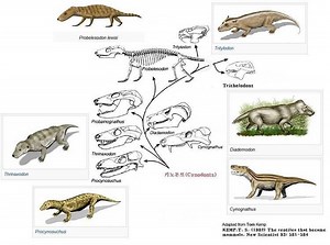 Evolution of mammals - Alchetron, The Free Social Encyclopedia
