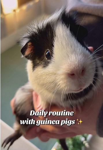 Guinea Pig Cage Cleaning & Daily Routine ASMR
