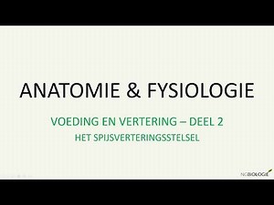 Het spijsverteringsstelsel