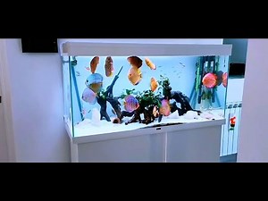 Amazing Discus Tank Set Up by Marco Marcelli. New Video