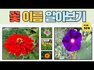 꽃이름맞히기/꽃이름50가지/꽃이름외우기/꽃이름퀴즈