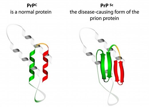 How Do Prion Diseases Spread?
