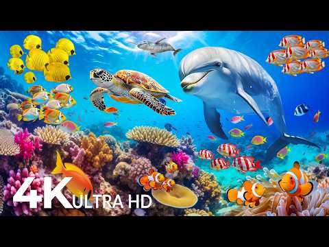 Underwater Wonders 4K - Amazing Fish, Coral Reefs & Sea Animals - Fish Tank Sound For Deep Sleep #24