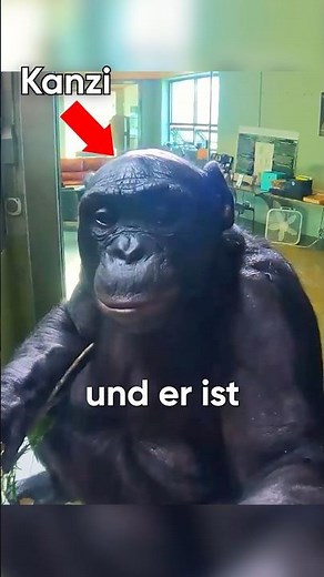 Dieser Affe hat Minecraft durchgespielt! #minecraft #affespieltminecraft #minecraftstory #gamestory