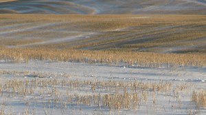 103K views · 1.6K reactions | Hungarian Partridge burrowed into the snow | ND Wildlife and Landscapes | Facebook