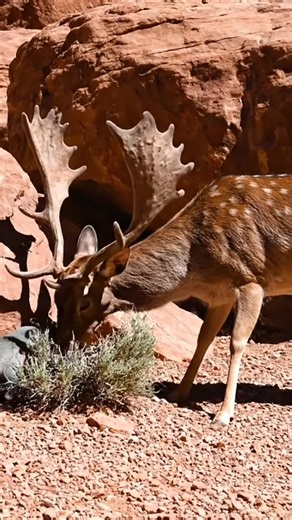🤯 Shocking! Deer Screams and Collapses Next to Mongoose! #Unbelievable #Ultimate #HiddenTruth #ViralShorts #Deer In a harsh, sun-drenched canyon, an **Unbelievable** scene unfolds: a massive stag with huge antlers meets a tiny mongoose. The sheer contrast between the animals creates an immediate, high-stakes **hook**. You expect the deer to ignore the small creature, setting up a shocking reversal. 🏜️ The deer suddenly rears up with a terrifying scream, displaying **Ultimate** distress or powe
