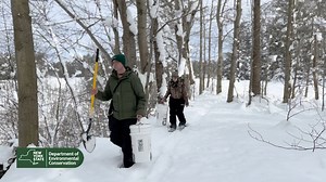 DEC Division of Fish and Wildlife (DFW) is working in collaboration with SUNY ESF on a project to survey the diversity of small mammal species in New York State. Region 6 Wildlife staff are strategically placing baited, non-lethal traps, in order to collect swabs from which eDNA analysis will be used to identify which small mammals were around and/or entering the baited traps. Some of the traps have been equipped with wildlife cameras in order to corroborate the eDNA data, as well as provide inf