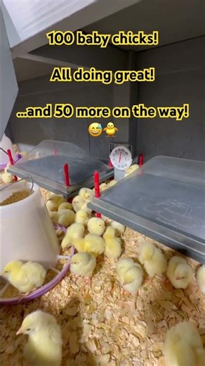 100 healthy chicks in the brooder and it's working perfectly #farmupdate #chickens