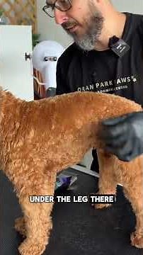 grooming a cavoodle