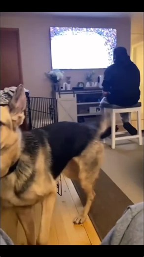 When your dog yawns louder than your alarm🤣🐶#FunnyCute #FunnyDogs #DogHumor #PuppyHumor #viral