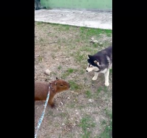 Husky and capybara play together like rival siblings
