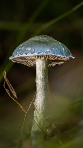 162K views · 6.2K reactions | Stropharia sp 冀 Taken with OM System OM1 mk II OM System 90mm f3.5 macro Natural light Focus stacked using Helicon Focus #OMSystem #fungi #macrophotography #yourshotphotographer #natgeoyourshot #naturalworld #naturephotography #tinyworld #forestfloor #inthewoods #forestphotography #bbcearth #macro_freaks #macro_brilliance | redal.uk | Facebook