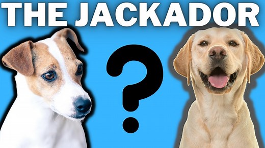 The Jackador: Labrador Jack Russell Terrier Mix Breed (Comparisons, Lifespan and Overview)
