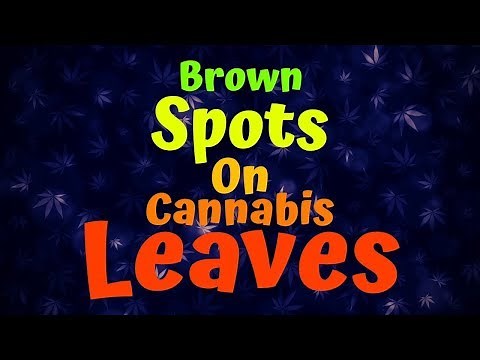Brown Spots On Cannabis Leaves