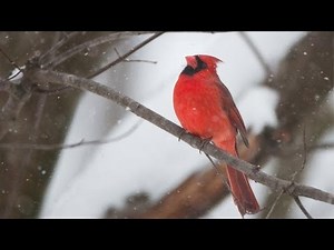 Bird Feeding in Winter