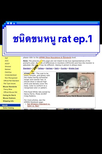 ชนิดของขนหนูแรท by @American fancy rat&mouse association #ดัมโบ้ #หนูดัมโบ้ #งานประกวดหนูแรทสวยงามตามมาตราฐาน #หมอฟันชอบเลี้ยงสัตว์ #สัตว์เลี้ยง