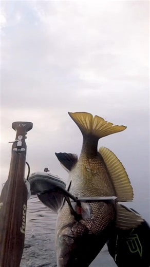 spearfishing | ⭕ HOLES SPECIALIST NORTH SARDINIA - 🔥 FUOCO 76 - 🇮🇹 Alberto Testori