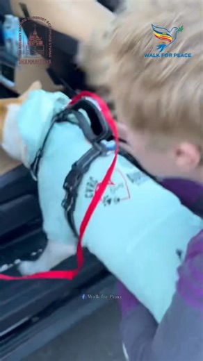 🐾 Aloka Update: A Special Reunion Today We have wonderful news to share! Aloka has been recovering very well after his surgery. His spirit is strong, and he is healing beautifully. Today, in the Charlotte area, Aloka the Peace Dog will have a brief and joyful reunion with the venerable monks as they continue their walk. After this precious time together, he will head back to rehab to continue his recovery and gain his full strength. Thank you for all your prayers and for caring so much for our 