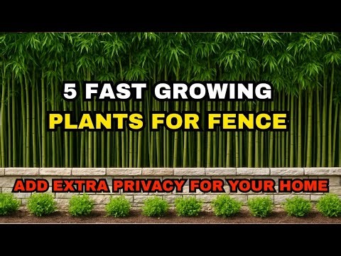 Extra Privacy Ideas: 5 Fast Growing Plants for Fence