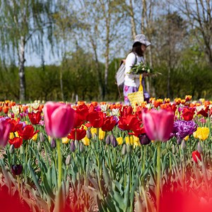 CUEILLETTE 🌷 Plus d’une trentaine de variétés de tulipes sont d’ores et déjà à récolter à la Cueillette de Gally et Margaux vous dit tout sur ces jolies fleurs de printemps. De leur plantation en octobre jusqu'à la manière de les cueillir et de les conserver chez soi, nos tulipes n'auront plus de secret pour vous. 👉 https://www.lesfermesdegally.com/cueillir-des-tulipes-aux-fermes-de-gally | Les Fermes De Gally