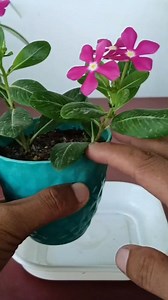 Vinca Plant Propagation 🌱 . . #vinca #gardening #garden #plants #trendingreelsvideo #reels #trendingreel | Gardening Ideas