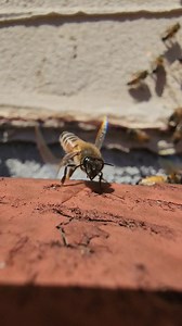 Nature is magical ✨️ Happy Earth Day from these little fairies 🧚‍♀️🐝🌈 #nature #earthday #animals #bees #fairies #rainbow #bugs | Mr. Mrs. Bee Rescue